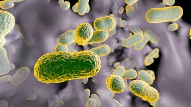 Acinetobacter IA ayuda a crear nuevos medicamenteos.